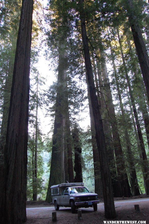 Bollard Grove, Avenue of the Giants