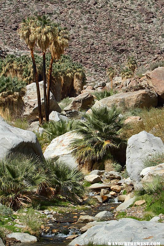 Borrego Palm Canyon Oasis