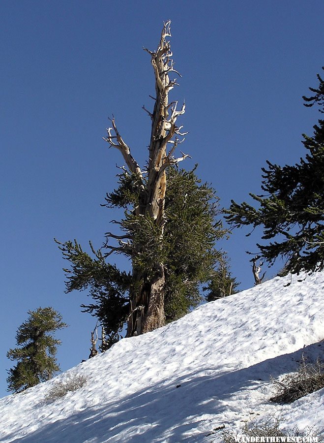 Bristlecone Pines on Telescope Peak