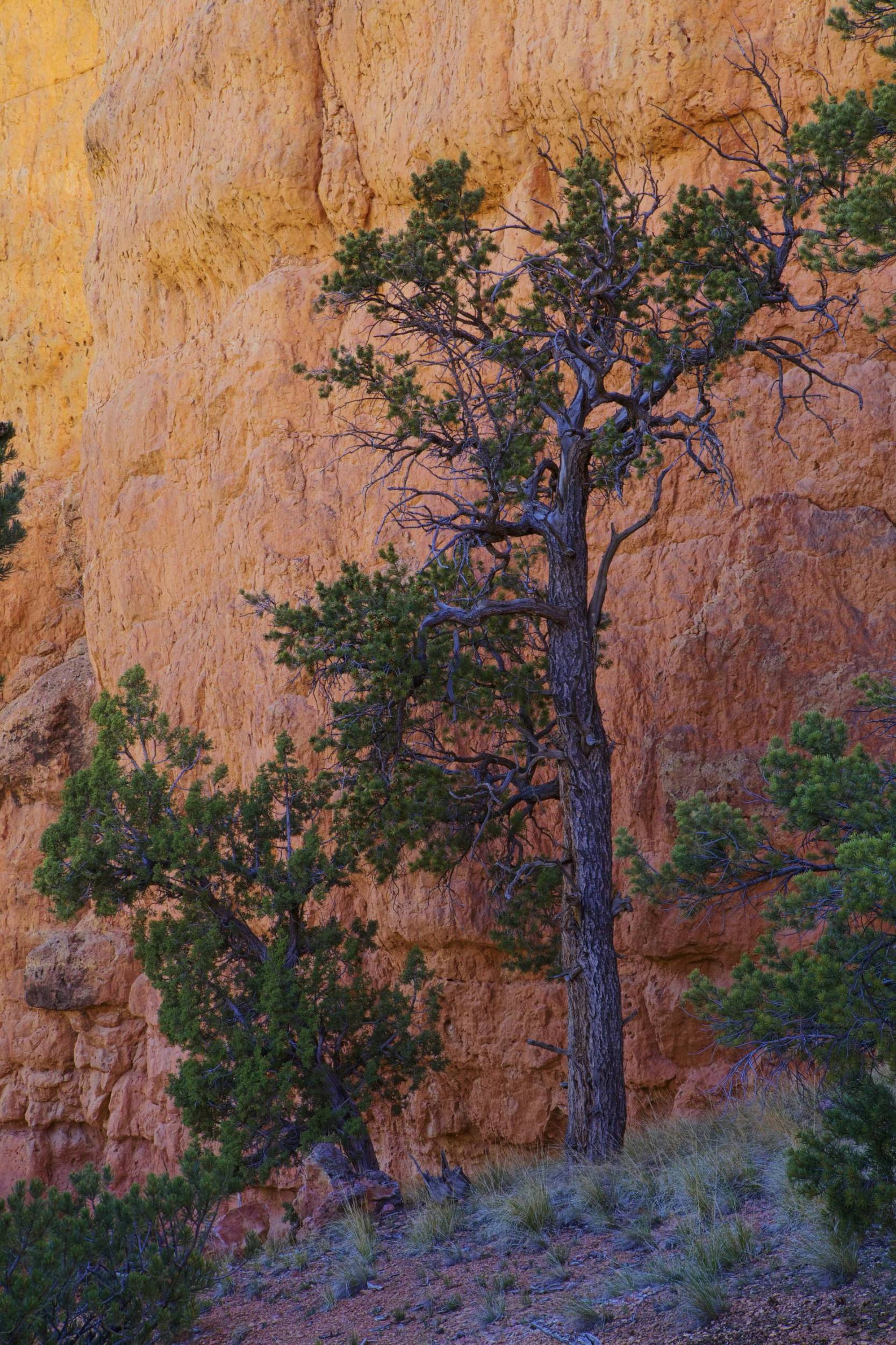 Bryce Canyon Evening Hike