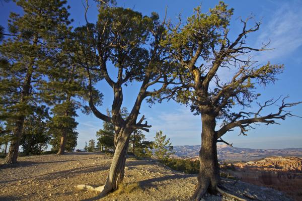 Bryce Canyon Pines