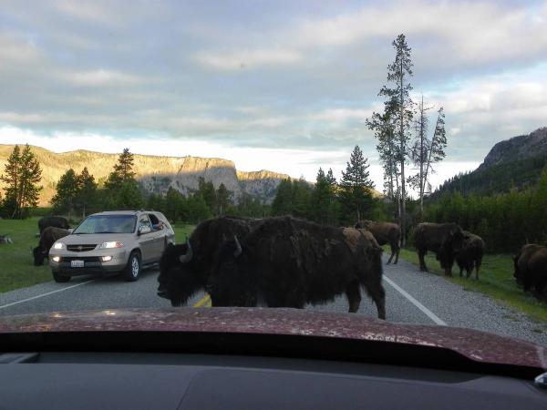 buffalo at west entry of yellowstone