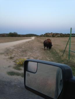 Buffalo during our truck cruise.