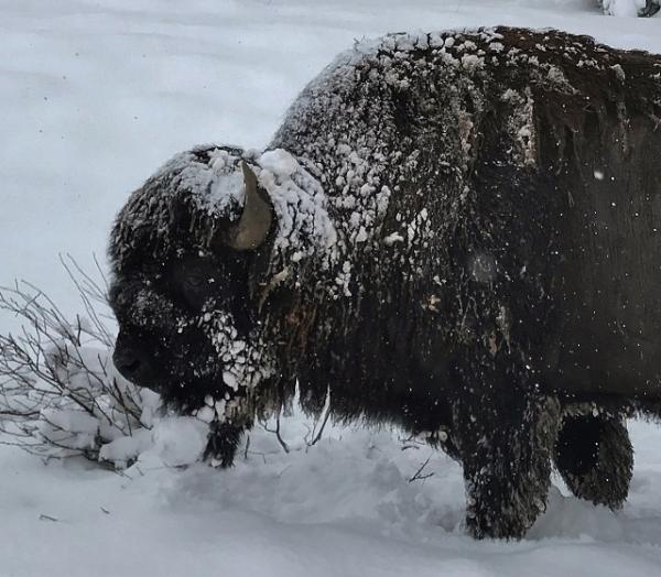 Buffalo in April 2017