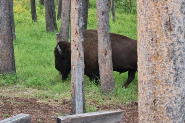 Buffalo in Camp