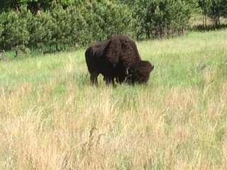 Buffalo near road in Custer Park.  These guys/gals are HUGE!!!