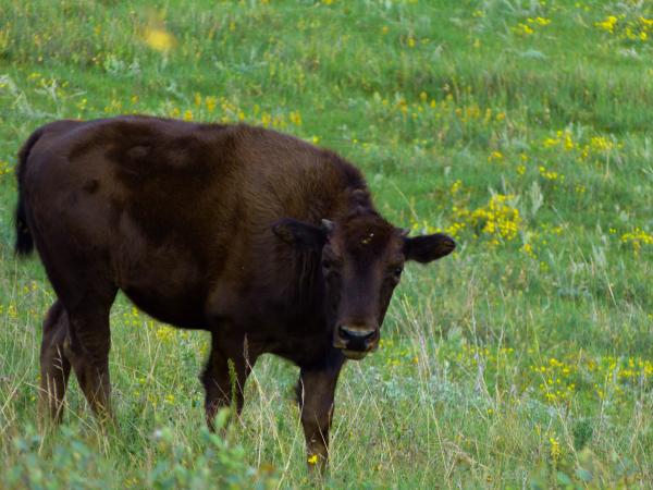 Buffalo Pound PP