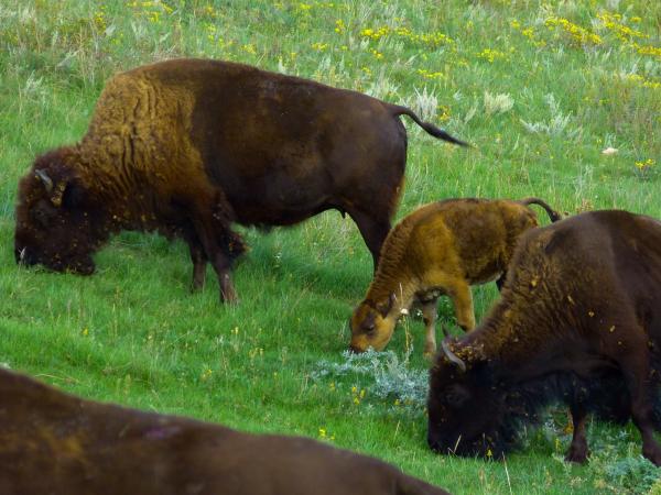 Buffalo Pound Provincial Park