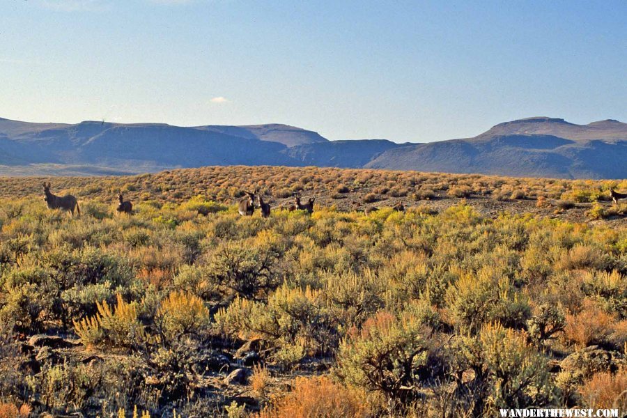 Burros on the rim above High Rock Canyon