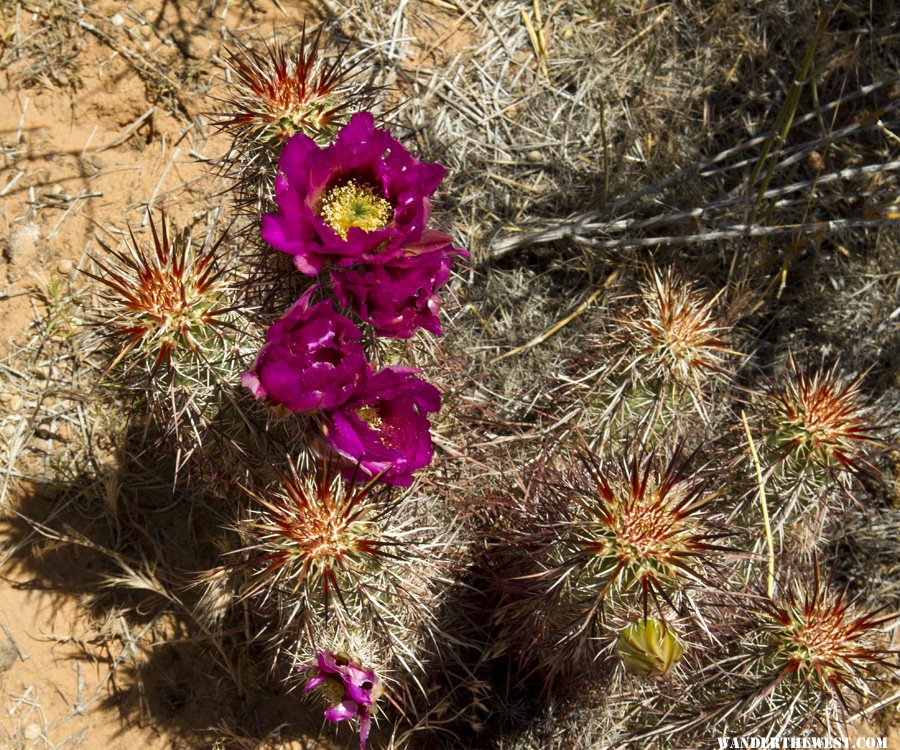 Cactus at Snow Canyon