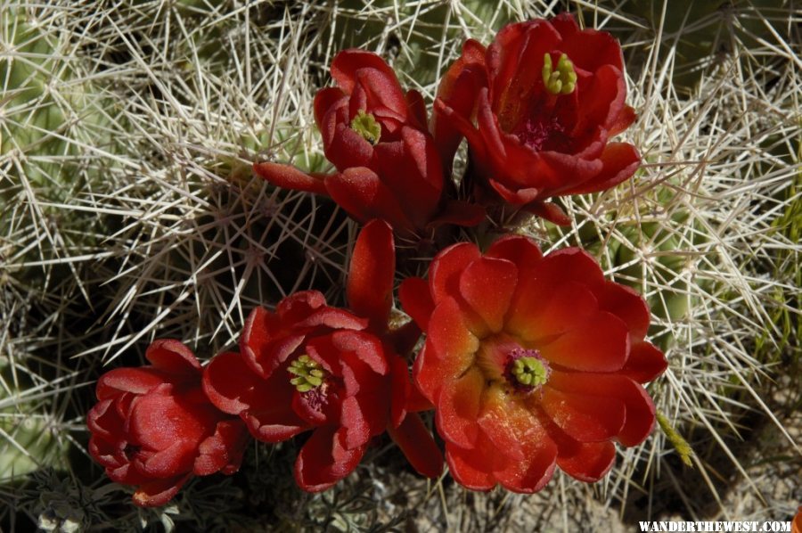 Cactus flower