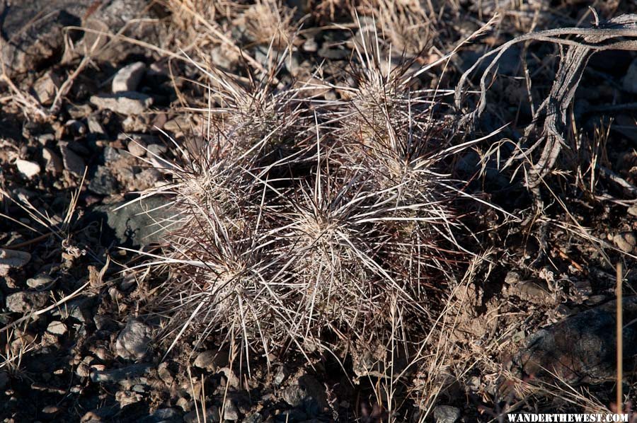 Cactus near North Twin River