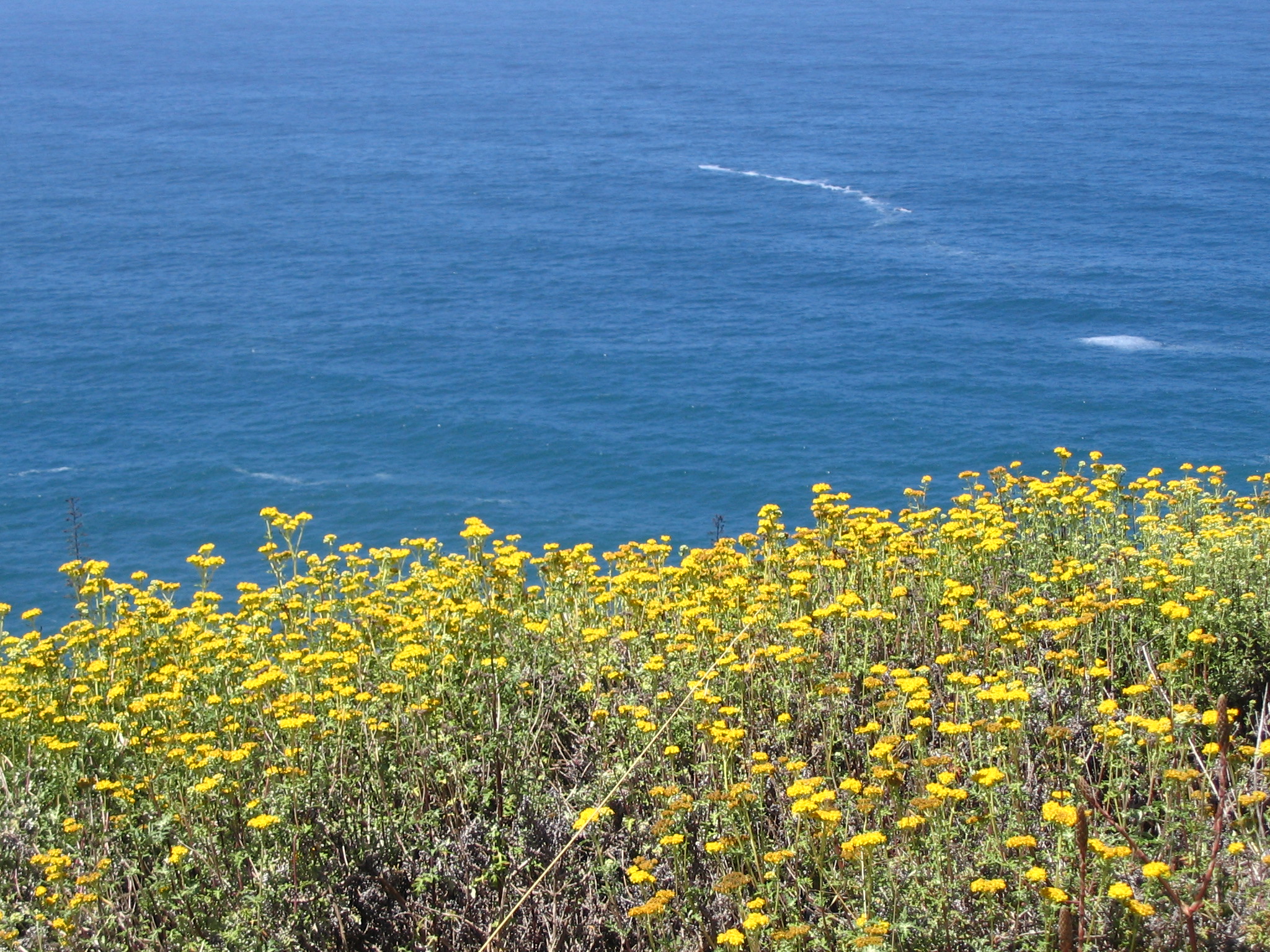 California Coast