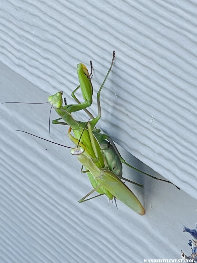 California Mantis - Stagmomantis californica