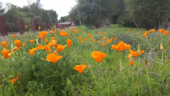 California Poppies at New Melones Lake