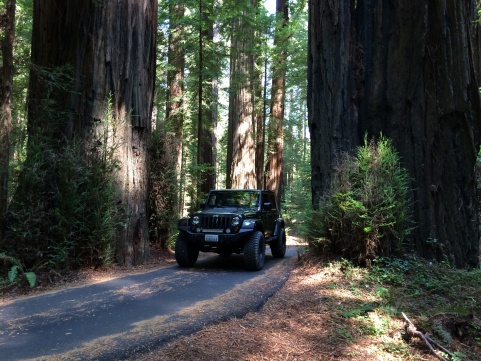 California Redwoods 2014