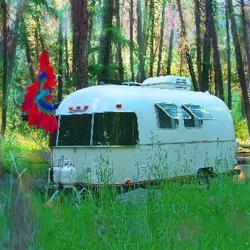 camp in trees