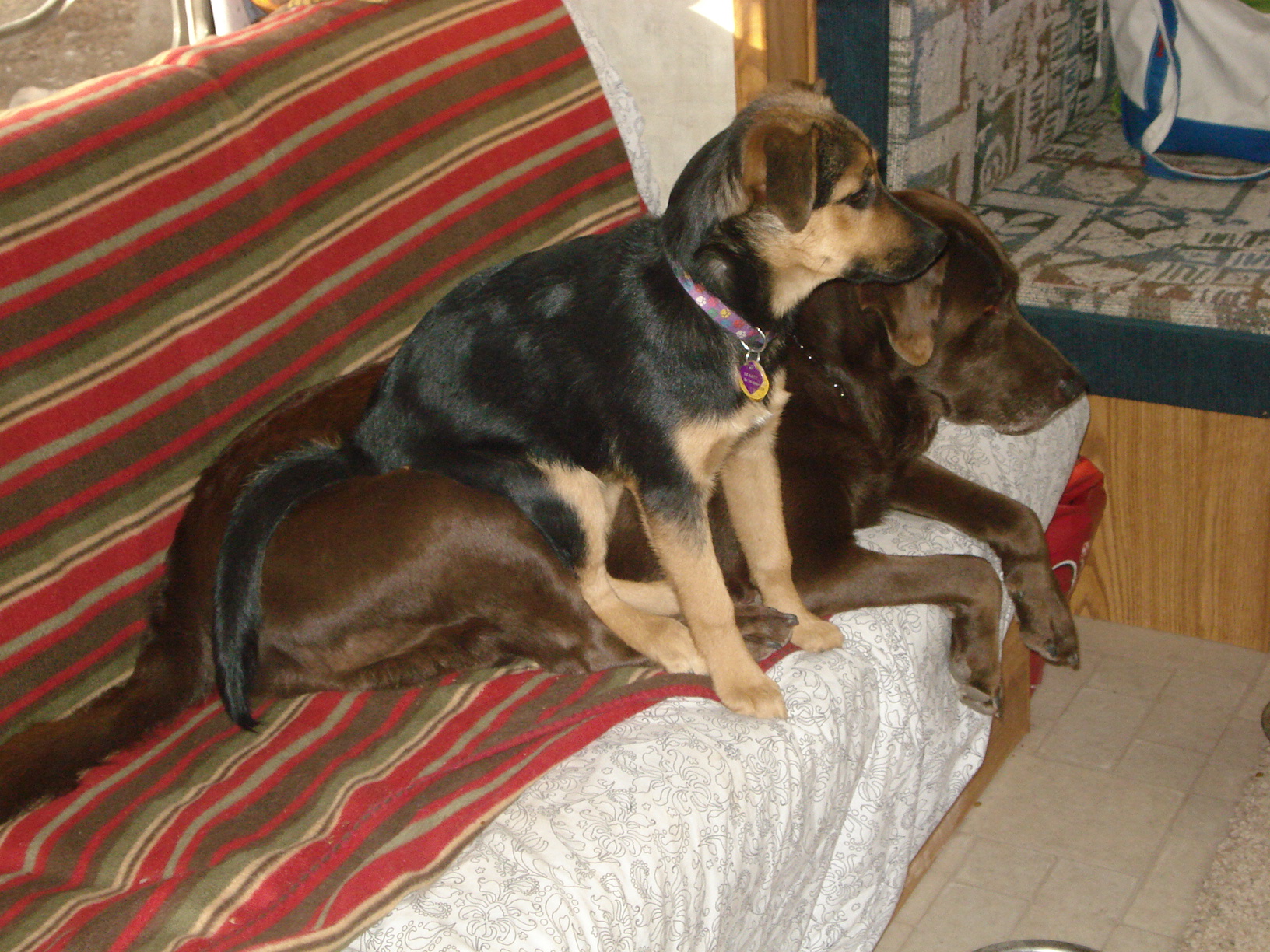 Camper &amp; Leakey watch'n Momma Cook