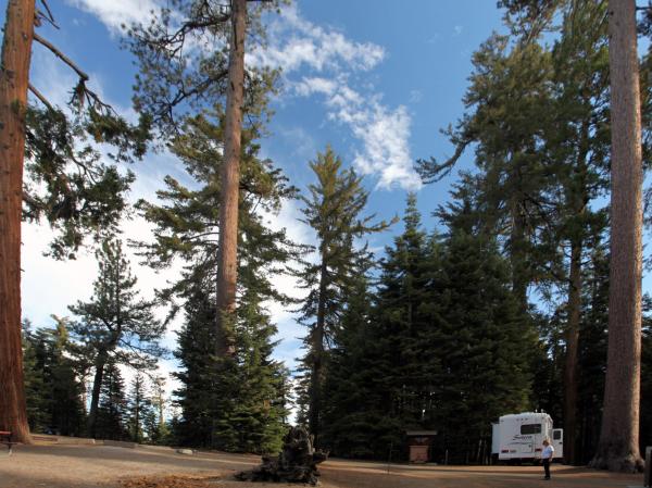 Camping under the big trees