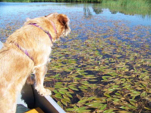 Canoeing June 2012 at Potato Creek SP.