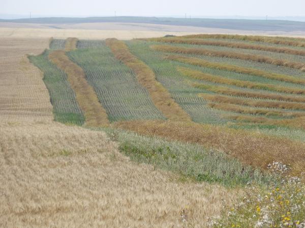 canola field