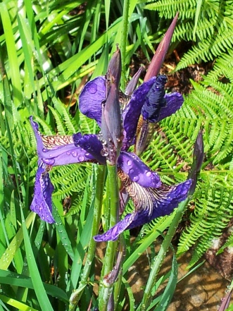 Cape Perpetua Iris