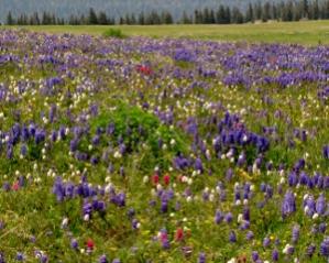 Carpet of wildflowers, Blair Mt., Flat Tops's Colorado, 11,000 ft