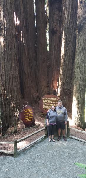 Cathedral trees. Trees of mystery