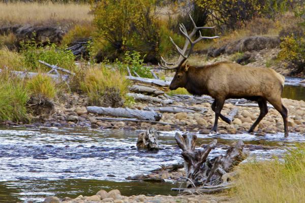 \\\\Caution////
Elk Crossing