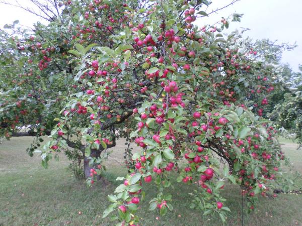 Cherry picking is complete.  The apples are ready now.
Near Ellison Bay, Door County, WI Aug. 2016