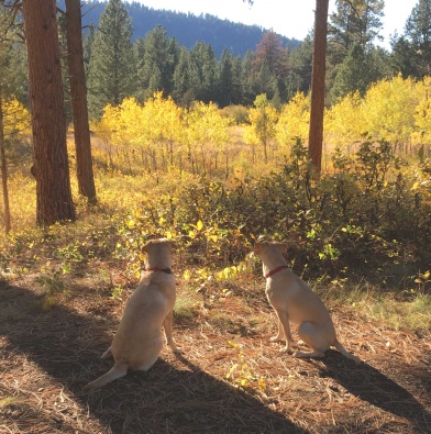 CHICA & WILLOW LOOKING FOR DEER, HARPERS LAKE, MT  SEP 2017