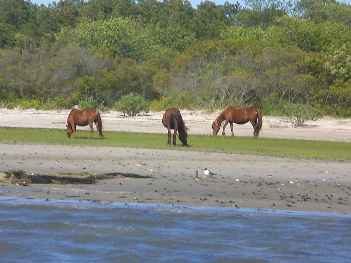 chincoteague ponies