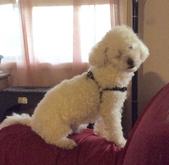 Chooie- our Youngest - miniature poodle