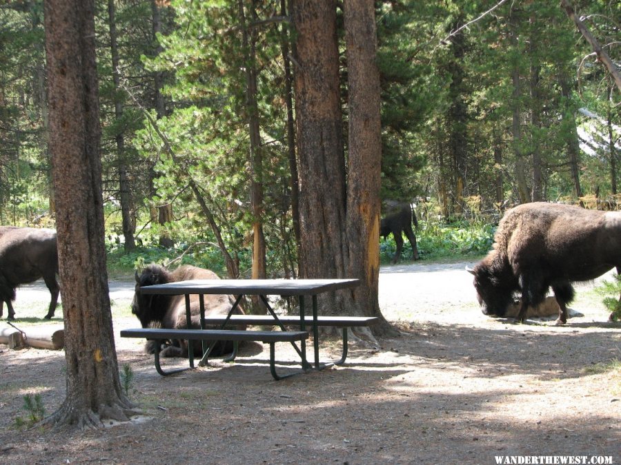 Choose your picnic location carefully.