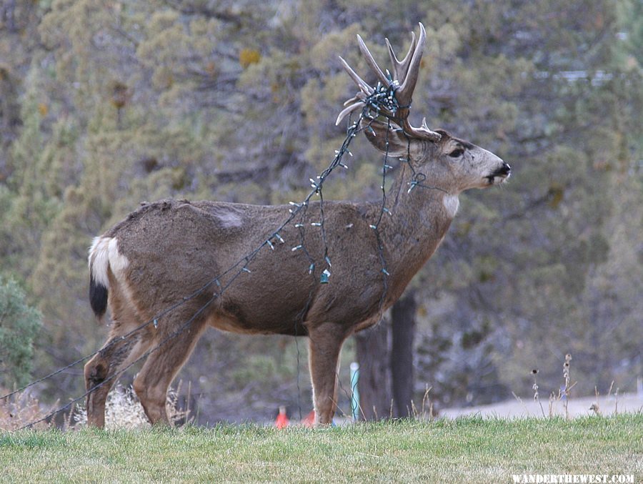 Christmas Deer in Bend, Oregon