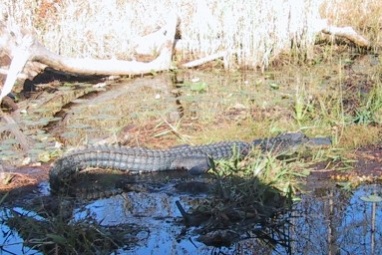 ChristmasGator