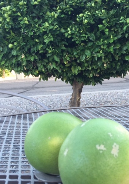 Citrus Trees @ Lazydays KOA - Tucson - Sept 2016