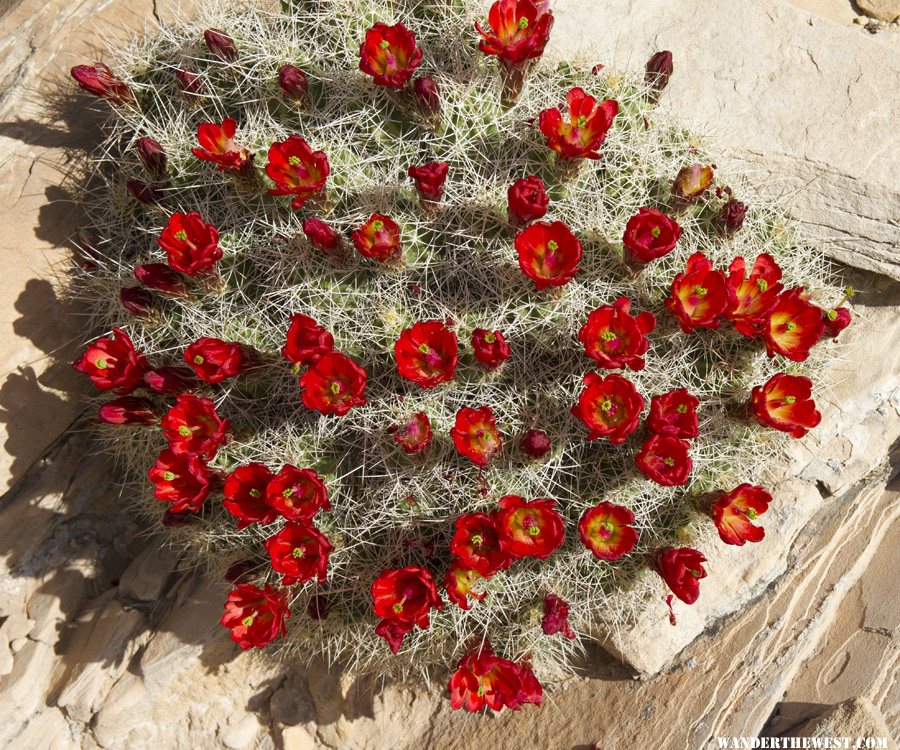 Claret Cups