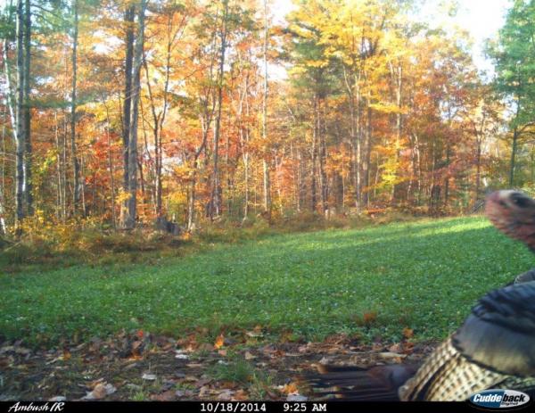 Clover field and turkey.