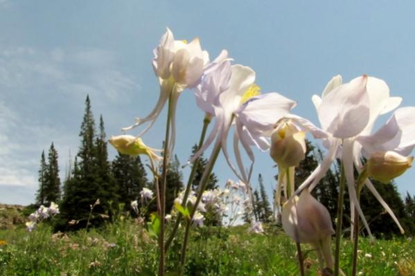 Colorado Columbines reaching for the sky!