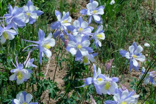 Colorado Columbines