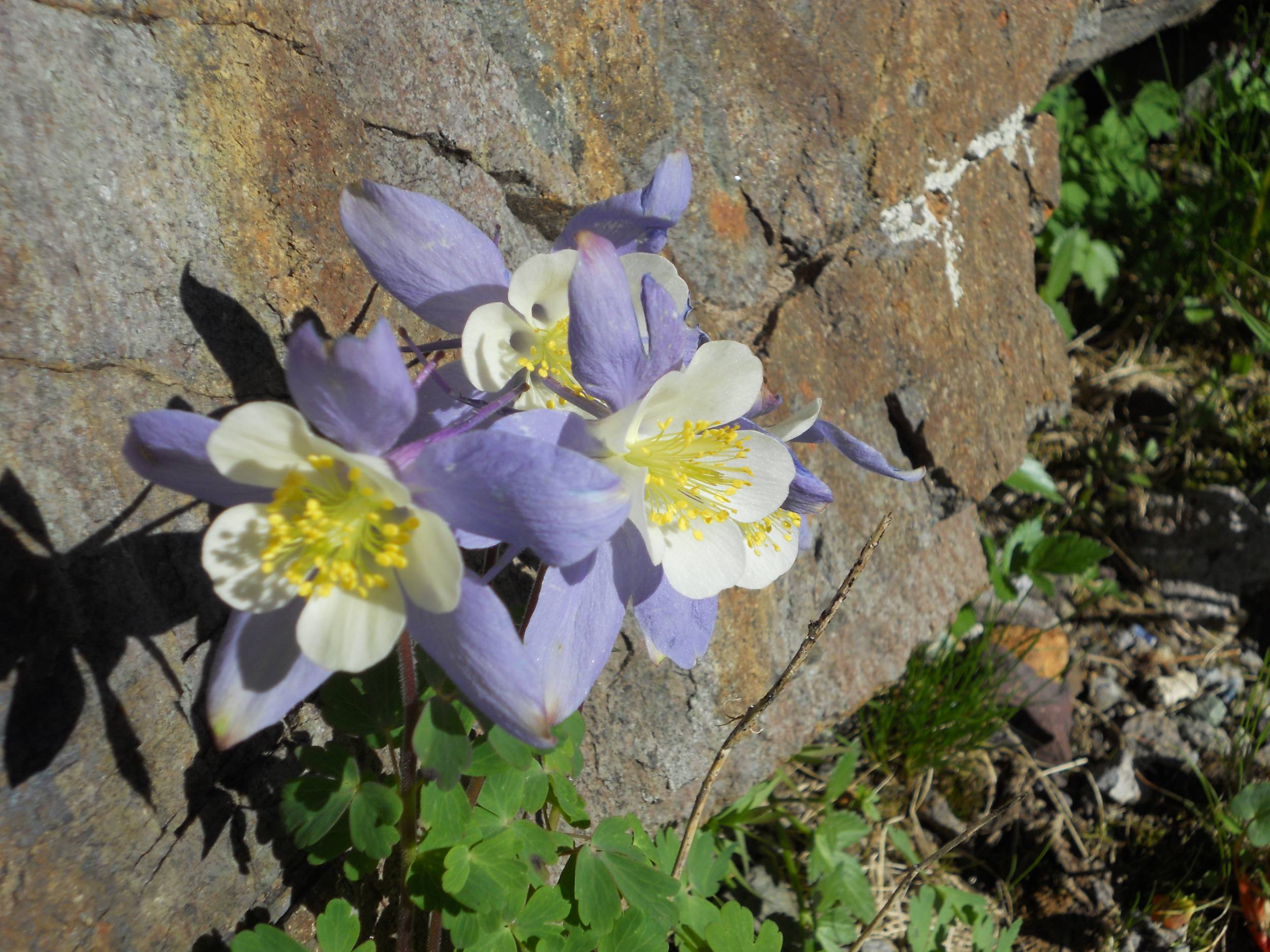 Columbines