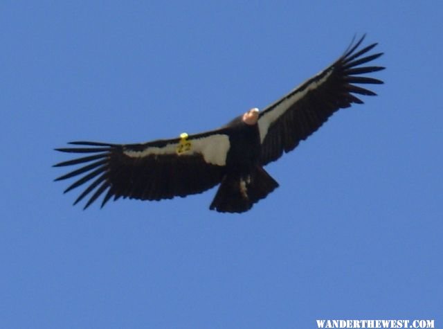 condors