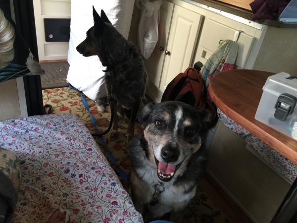 Cooper (big smile) and Merrick, getting ready to be walked at Bolsa Chica 12 December 2016