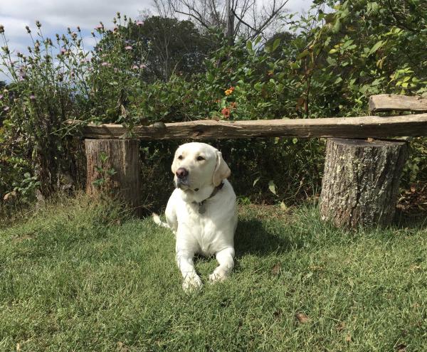 Cooper relaxing in the sun.