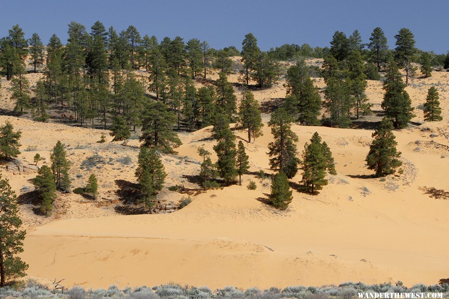 Coral Pink Sand Dunes