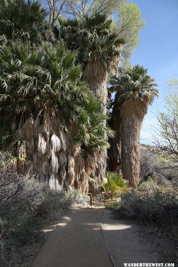 Cottonwood Spring