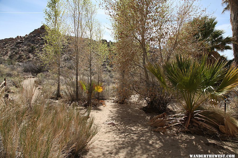 Cottonwood Spring