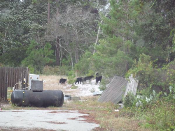 Count 'em.  Yep, momma bear and 3 cubs Fl black bear.  2:21 PM EST Oct. 27, 2015.  Behind 2 Brothers Restaurant, Carrabelle, FL.