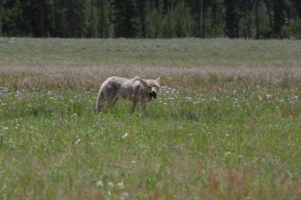 Coyote having a mole for breakfast